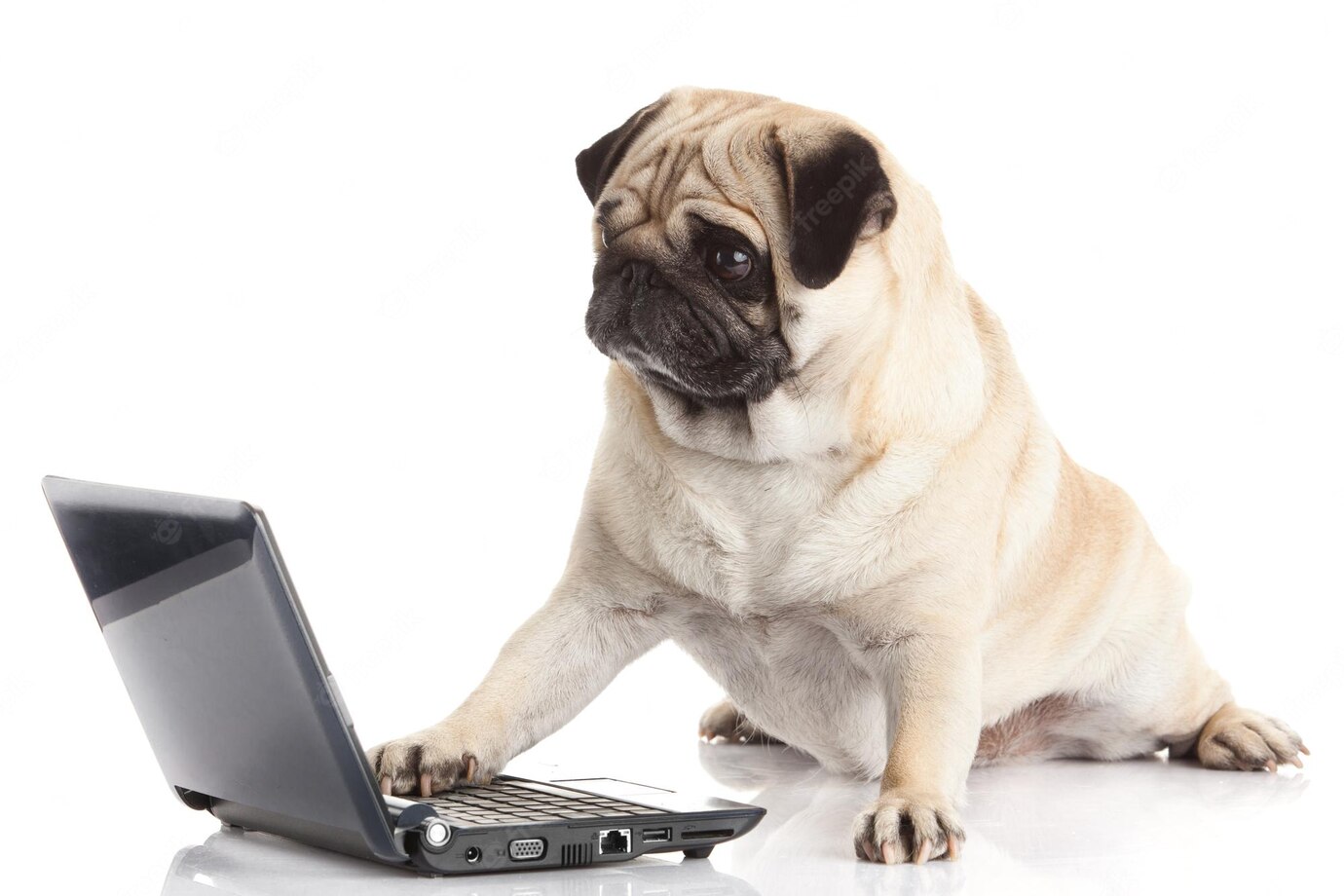 pug-dog-with-laptop_767502-2394