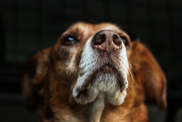 4 อาการที่บอกว่าน้องหมาอาจป่วยโรคเกี่ยวกับระบบทางเดินหายใจ