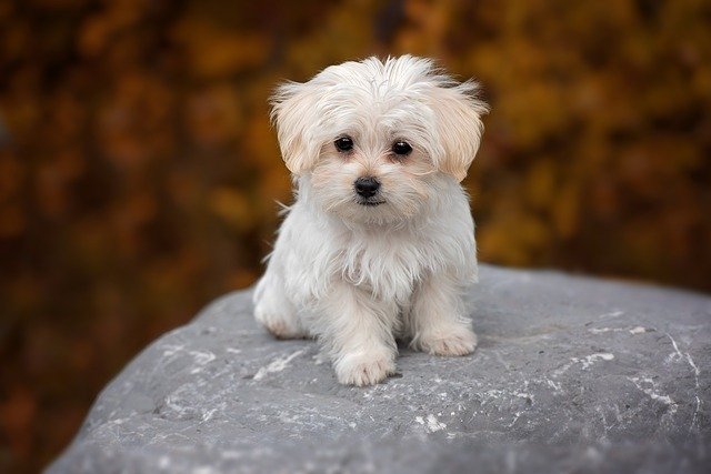5 สายพันธุ์น้องหมาขนสีขาวสุดฮิต - บทความสัตว์เลี้ยง