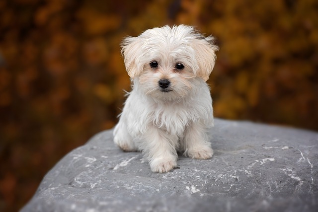 5 สุนัขสายพันธุ์ขนสีขาว ที่น่ารักราวกับตุ๊กตาหิมะที่มีชีวิต