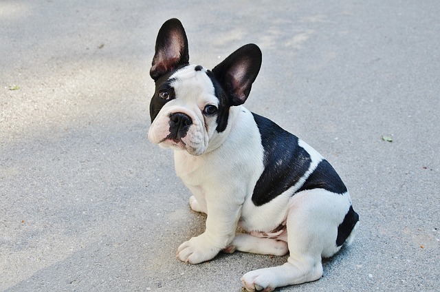 เฟรนช์ บูลด็อก (French Bulldog) - มาตรฐานสายพันธุ์