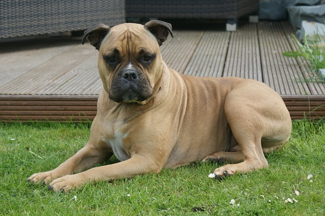 สุนัขสายพันธุ์ โอลดี อิงลิช บูลด็อกกี (Olde English Bulldogge)