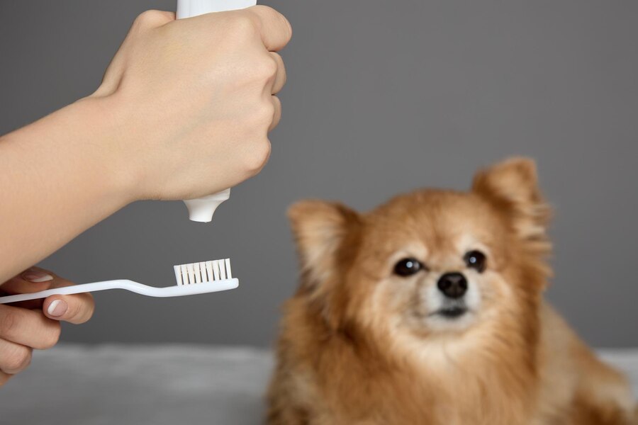 เทคนิคฝึกสุนัขไม่ให้กลัวการแปรงฟัน เพิ่มความสะอาดในช่องปากให้สุนัขแบบมืออาชีพ