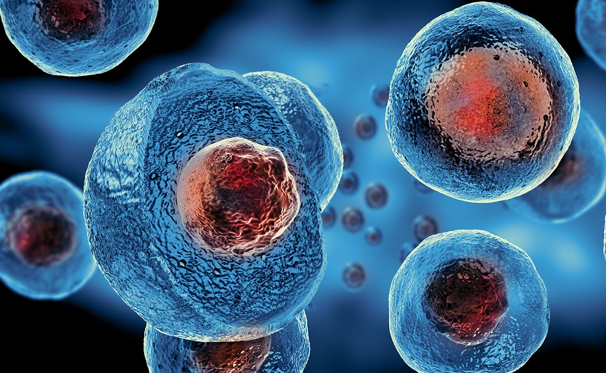 การรักษาโดยใช้เซลล์ต้นกำเนิดในสัตว์เลี้ยง (Stem cell therapy)