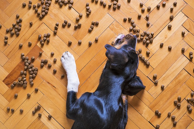 ปัญหาพฤติกรรมการหมา “นั่งจ้องขออาหาร” ขณะที่เรากินข้าว