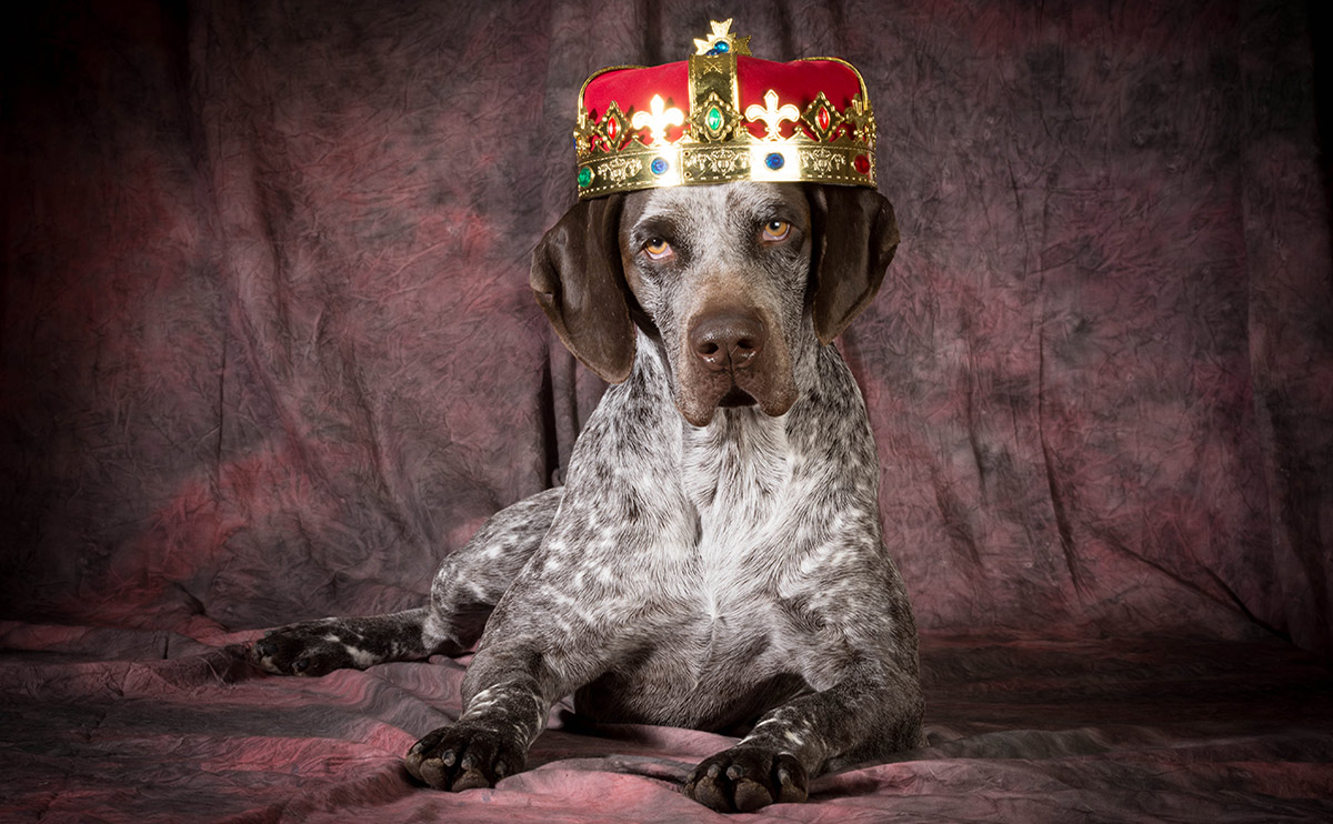 สุนัขราชาที่ถูกกล่าวถึงในประวัติศาสตร์นอร์ดิก