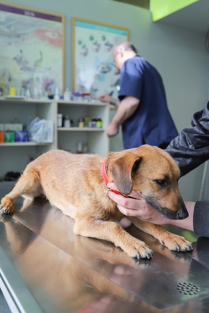 5 เรื่องน่ารู้เกี่ยวกับการแพ้วัคซีนในสุนัข ที่คนรักหมาต้องดู!!