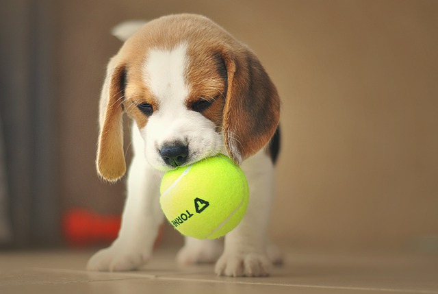บีเกิล (Beagle)