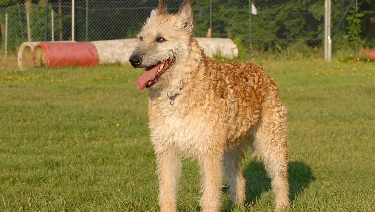 Belgian Laekenois สุนัขพันธุ์หายาก
