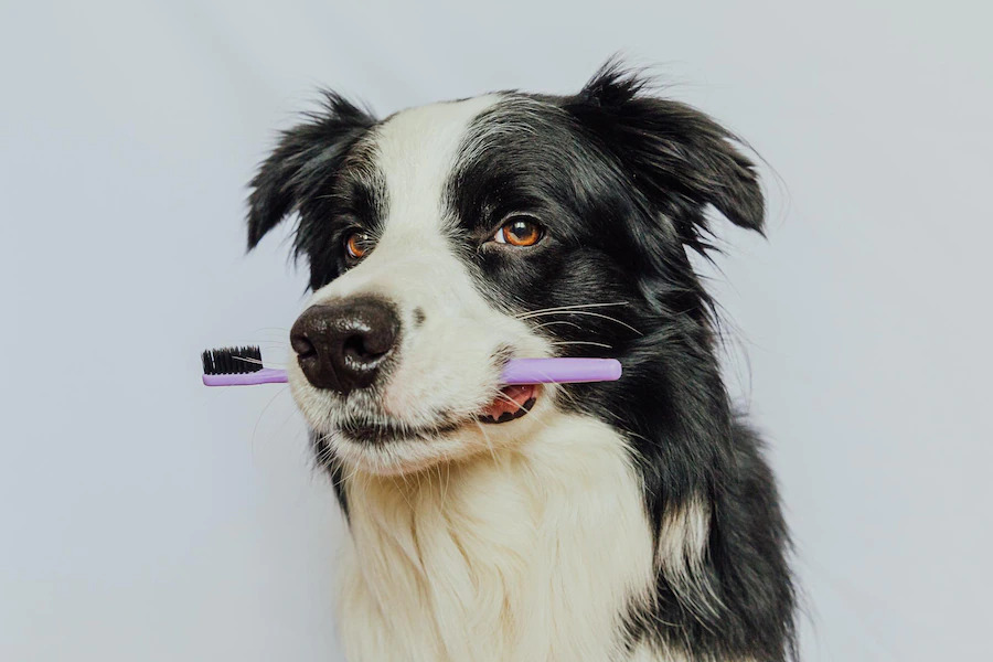 อันตราย! ยาสีฟันคนใช้ร่วมกันกับน้องหมาไม่ได้