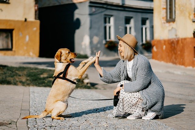 7 วิธีสื่อรักของน้องหมาที่บอกว่ารักเรา