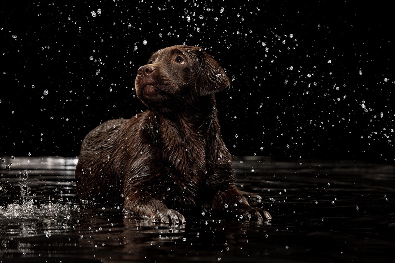 โรคน้องหมาที่มักมากับน้ำท่วมขัง (หน้าฝน)