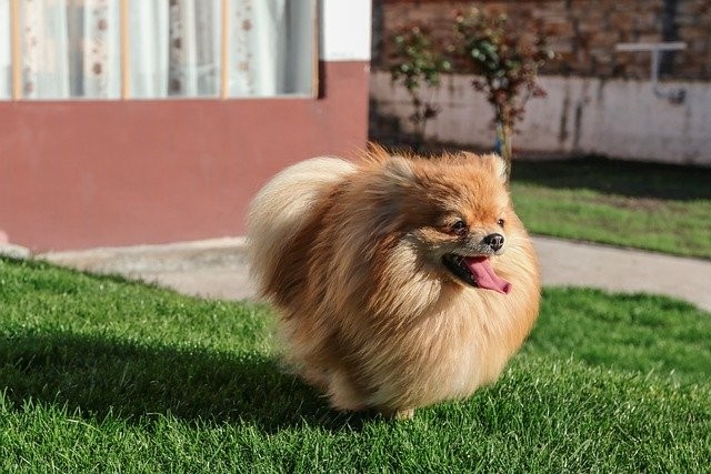 สุนัขสายพันธุ์ปอมเมอเรเนียน (Pomeranian)