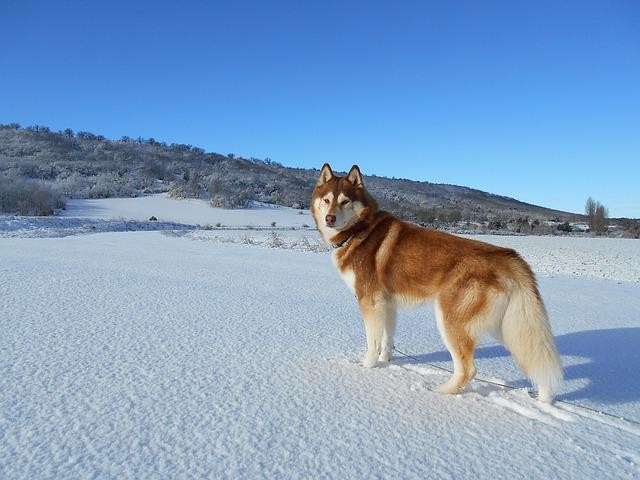 สุนัขสายพันธุ์ไซบีเรียน ฮัสกี (Siberian Husky)